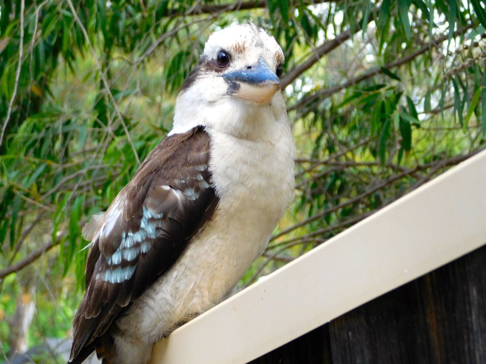 Nikon Coolpix L840 sample photo. Kookaburra, bird, perched photography