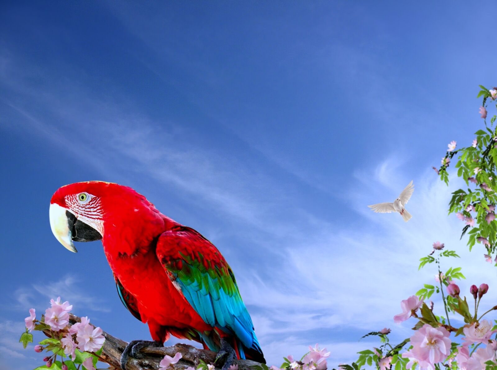 Canon POWERSHOT A550 sample photo. Parrot, arara, birds photography