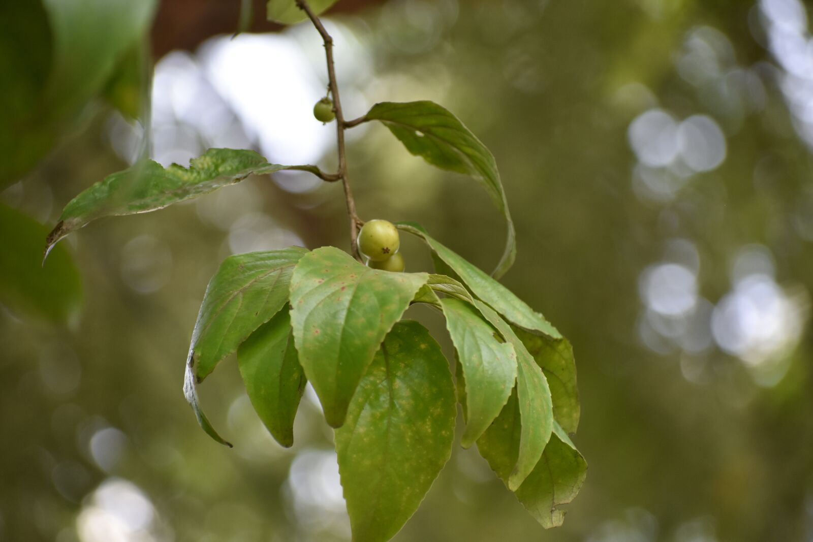 Nikon D3400 sample photo. Berry, kerala, nature photography