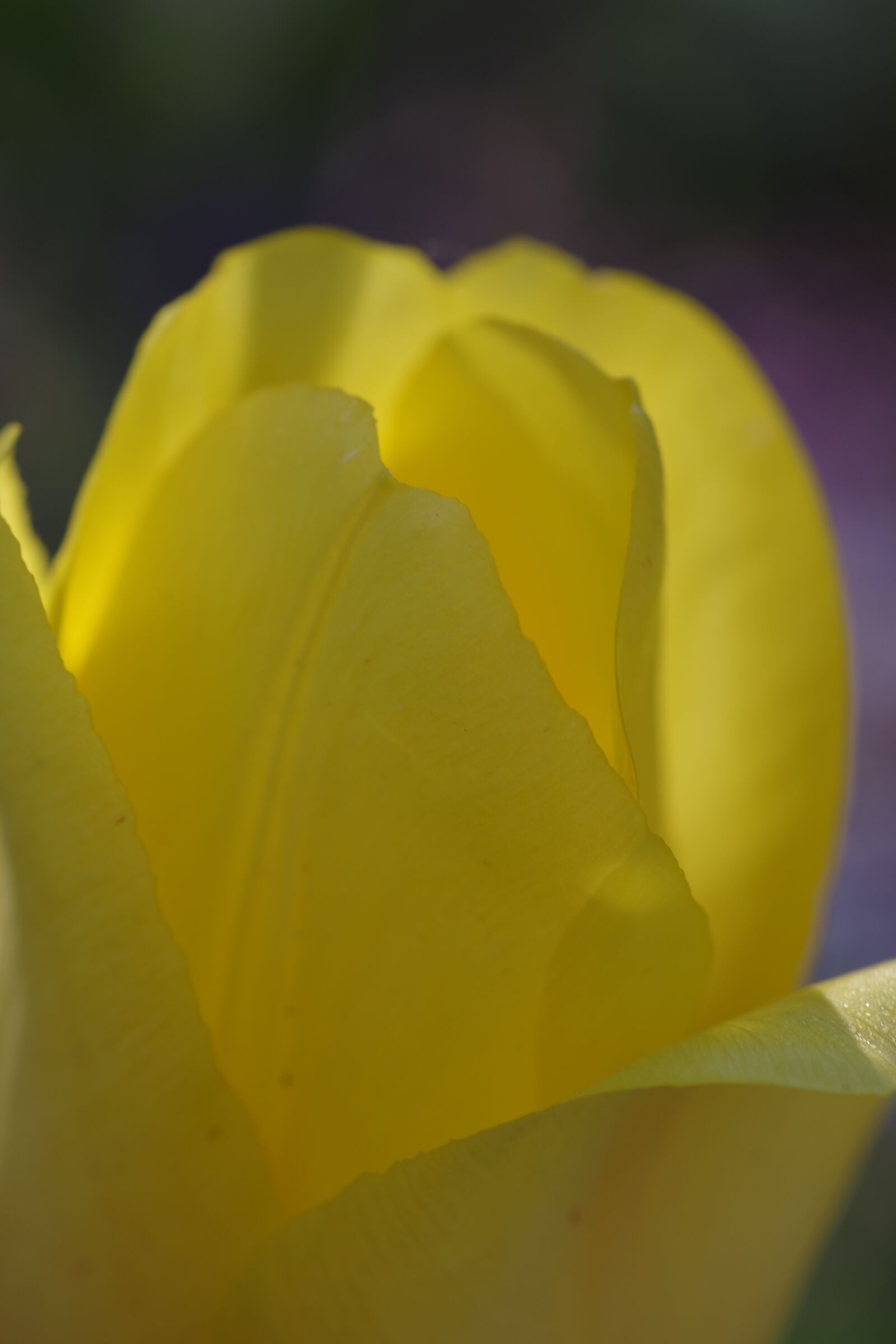 Pentax K-S2 sample photo. Yellow, the petals, flower photography