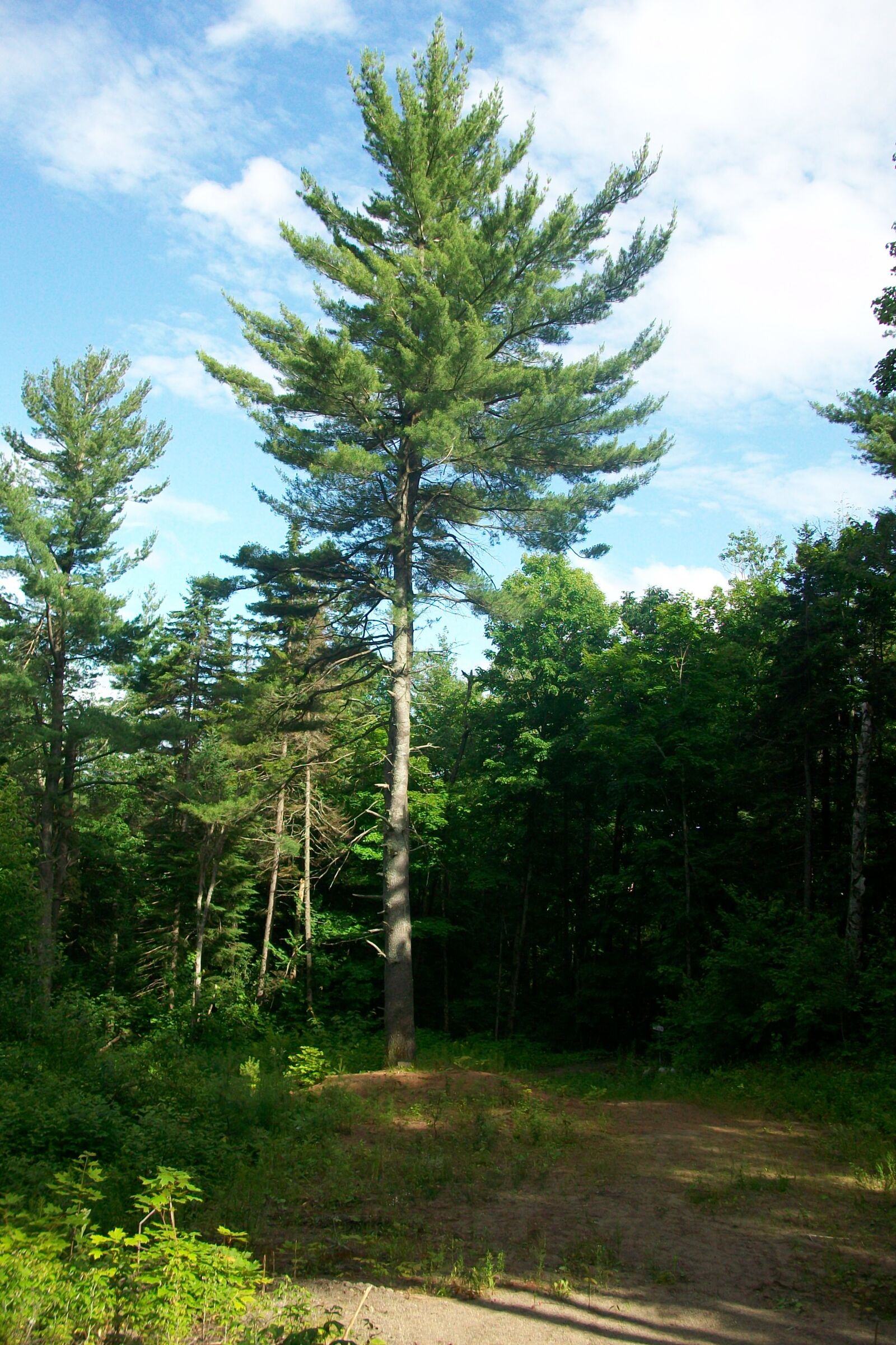 Kodak EASYSHARE M1063 DIGITAL CAMERA sample photo. Tree, nature, trees photography