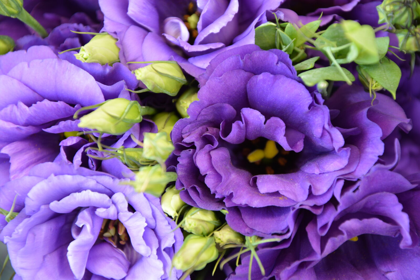 Nikon D5200 sample photo
