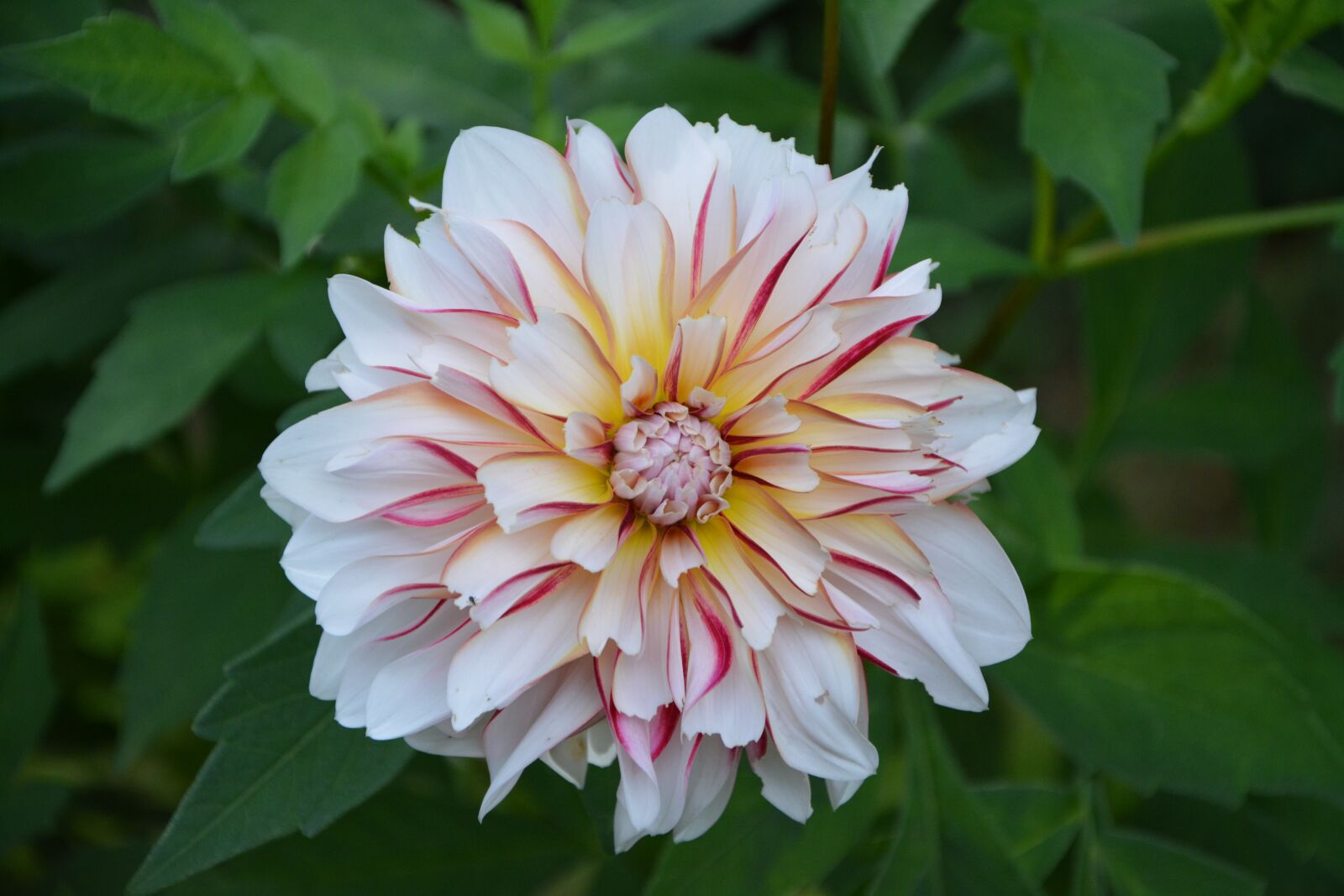 Nikon D5200 sample photo. Flowers, petals, pink photography