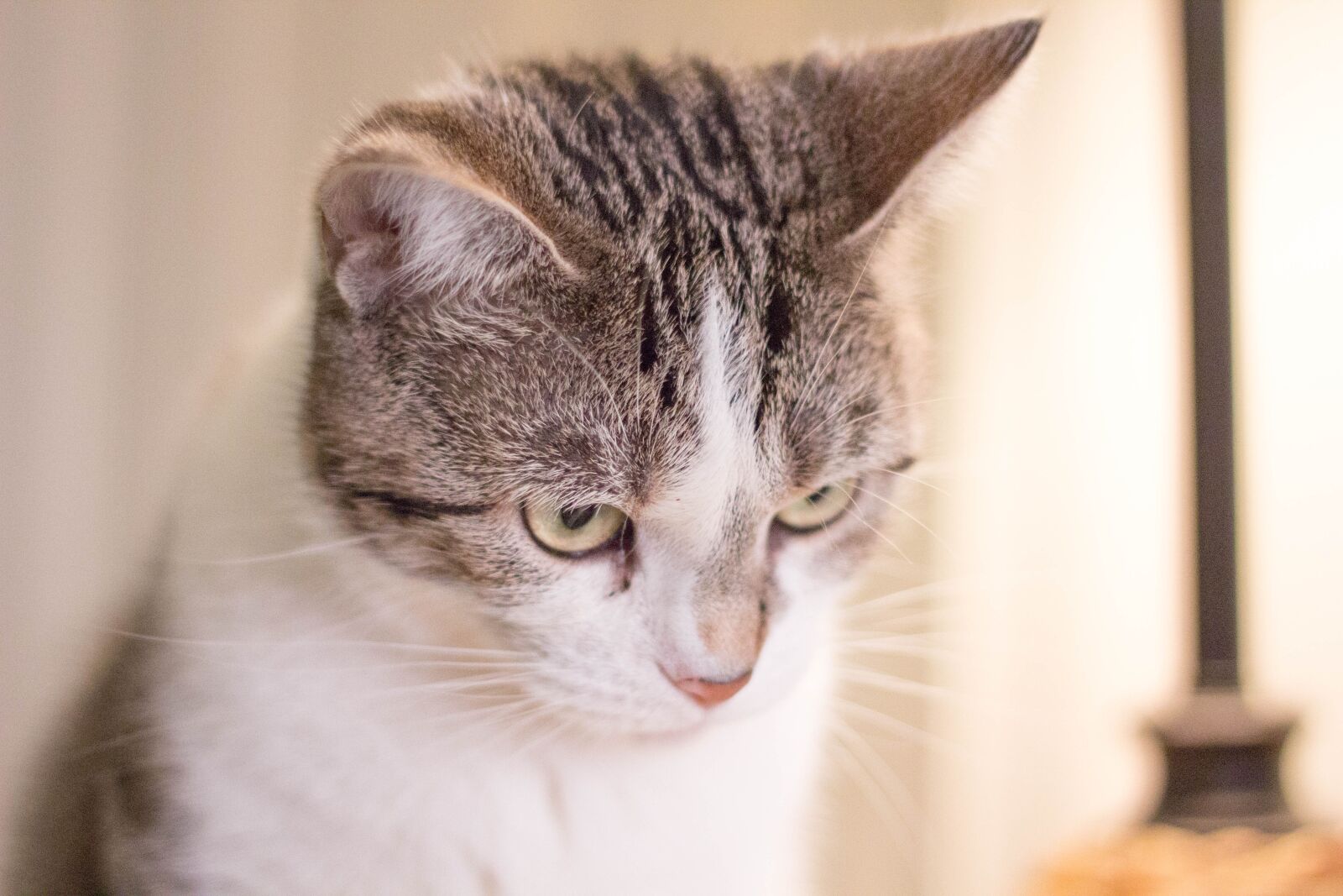 Canon EOS 60D + Canon EF 50mm F1.8 II sample photo. Cat, pet, animal photography
