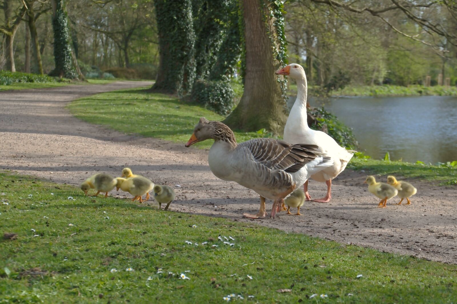 Nikon D5600 sample photo. Geese, goose family, chicks photography