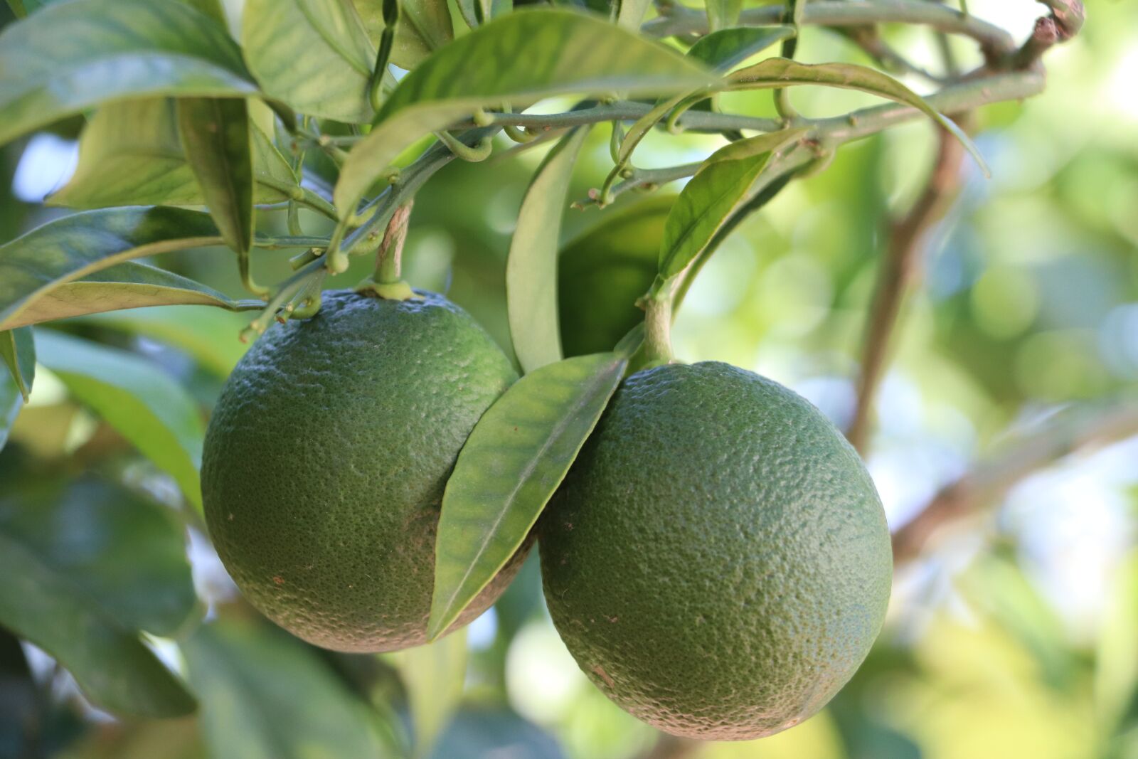 Canon EOS 77D (EOS 9000D / EOS 770D) sample photo. Agrume, citron, arbre photography