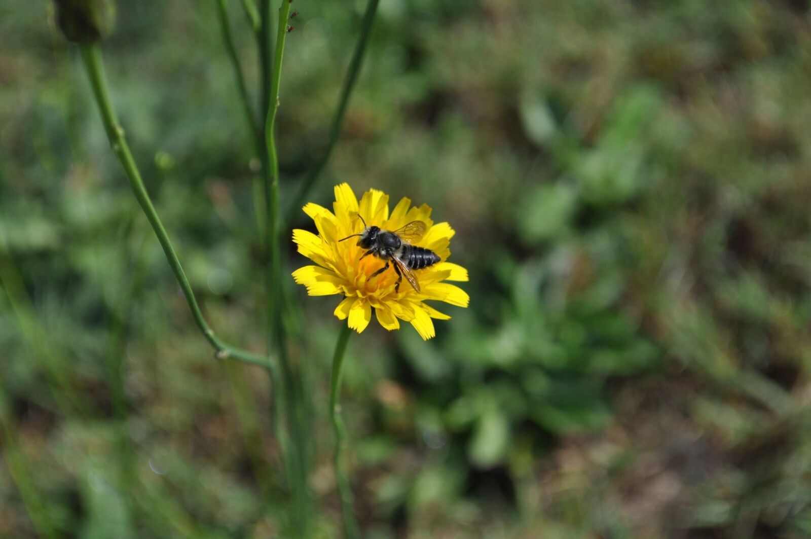 Nikon D5000 sample photo. Bee, flower, insect photography