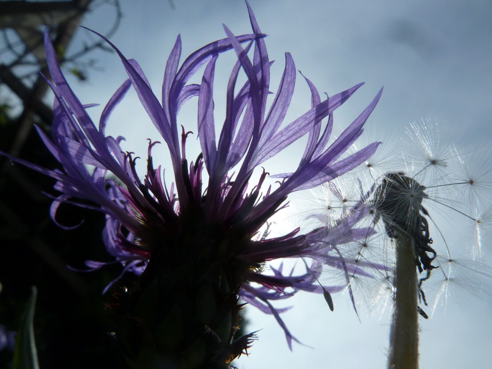 Panasonic Lumix DMC-ZS5 (Lumix DMC-TZ8) sample photo. Cornflower, blue, nature photography