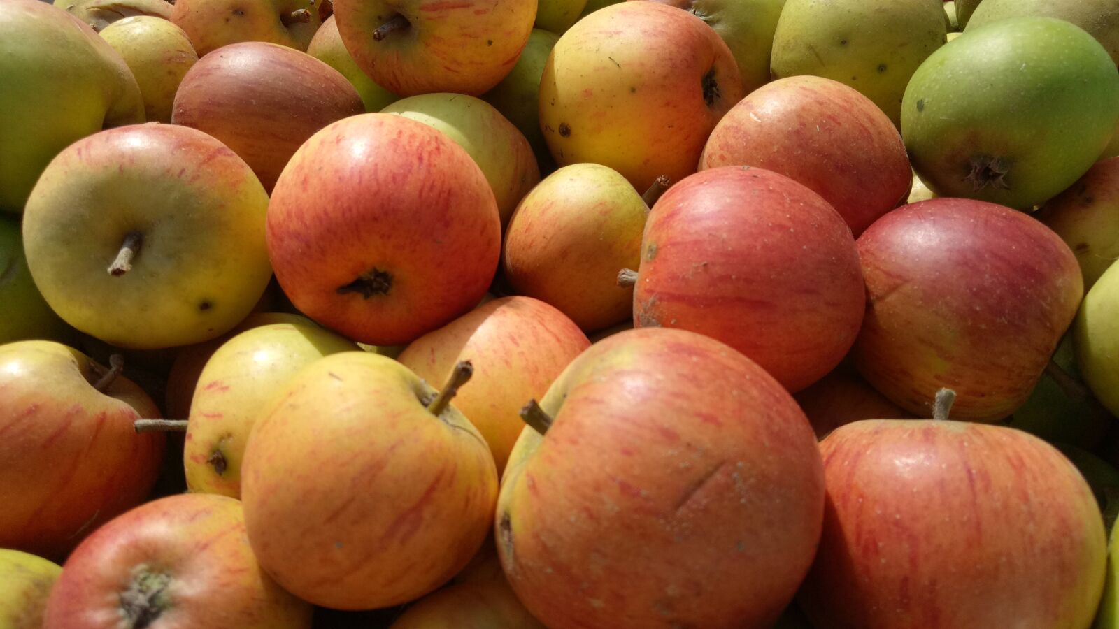 OPPO A1601 sample photo. Apples, fruit, fruits photography
