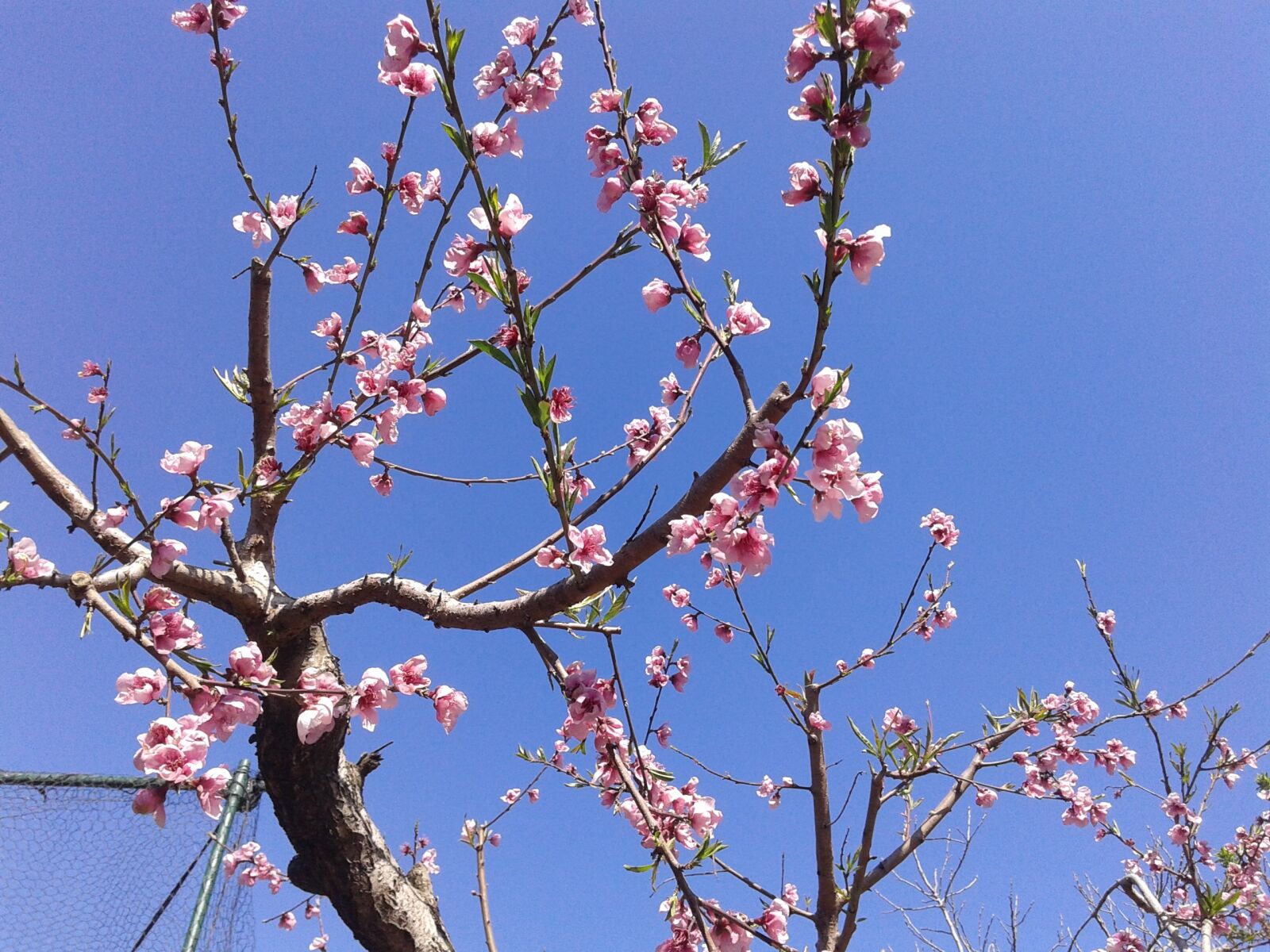 Samsung Galaxy Core sample photo. Peach flowers, tree, spring photography