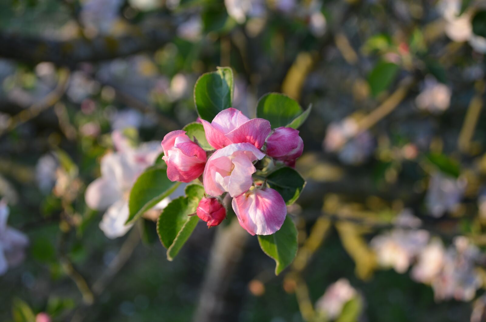 Nikon D7000 sample photo. Buds, apple blossom, apple photography