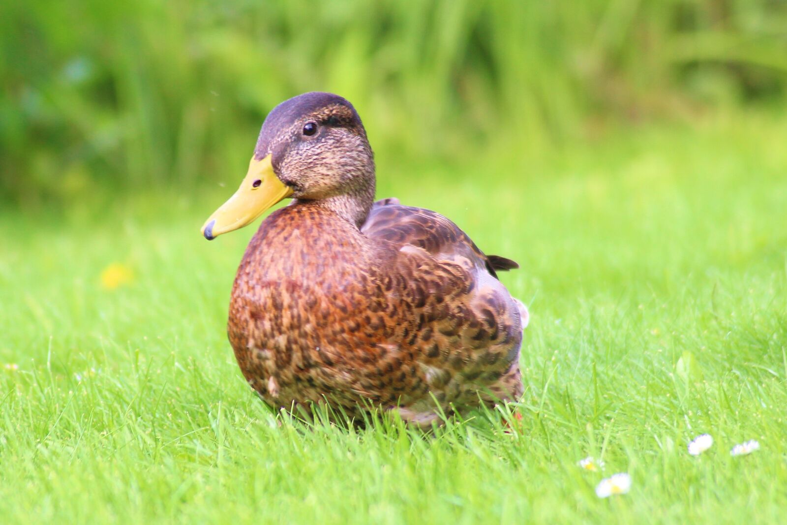 Canon EOS 600D (Rebel EOS T3i / EOS Kiss X5) sample photo. Duck, mallard, nature photography