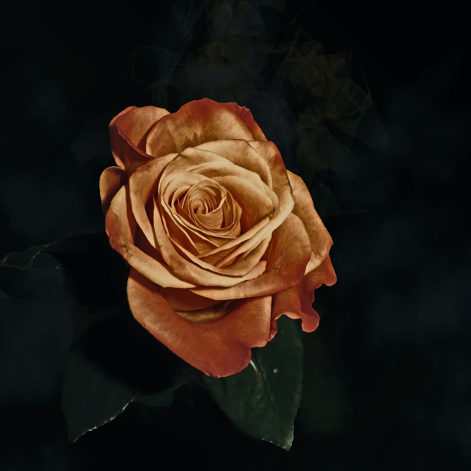 Canon PowerShot SX240 HS sample photo. Rose, flower, blossom photography