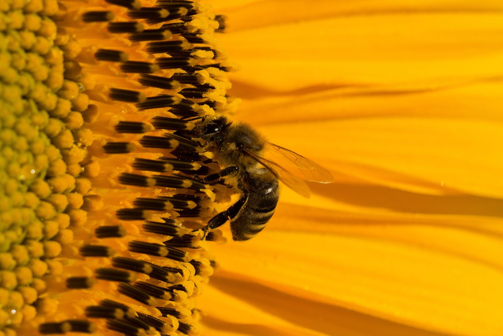 Canon EF 100mm F2.8L Macro IS USM sample photo. Sunflower, blossom, bloom photography