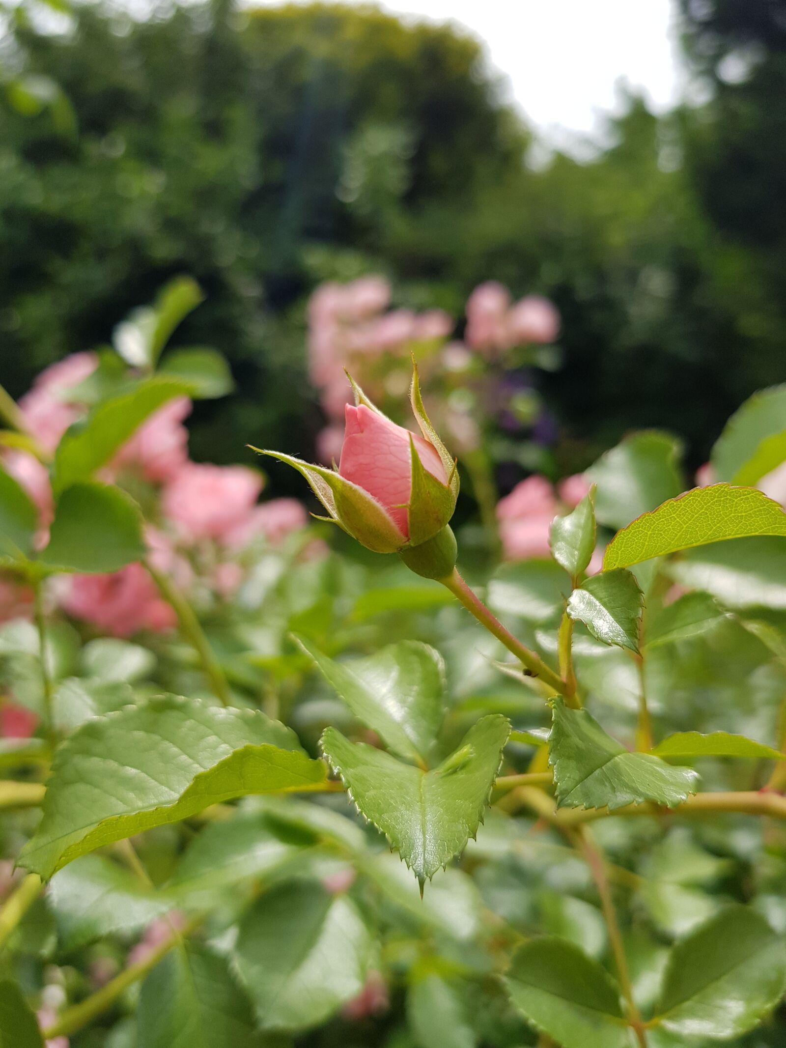 Samsung Galaxy S8 sample photo. Roses, pink, flower photography