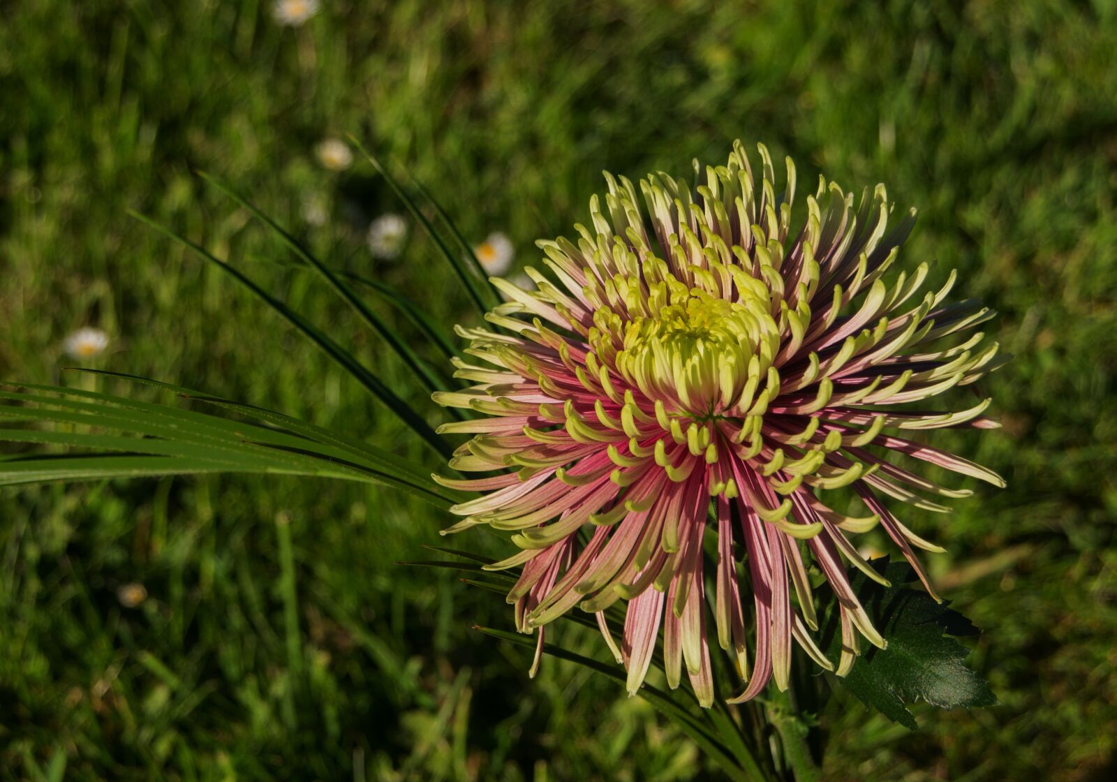 Sony SLT-A57 sample photo. Flower, blossom, bloom photography