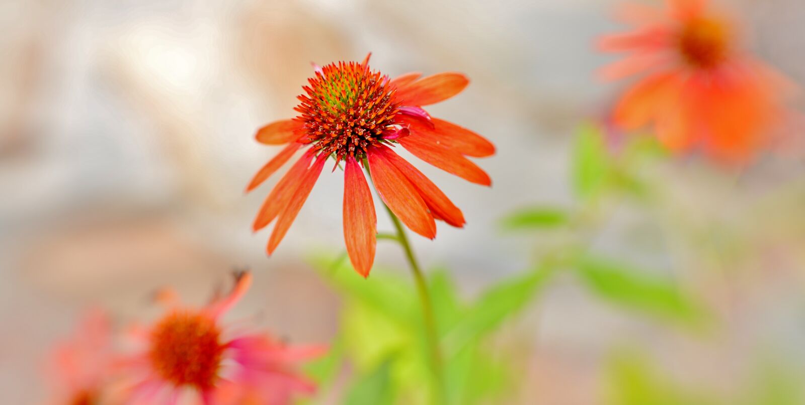 Nikon D600 sample photo. Sun hat, flower, petals photography