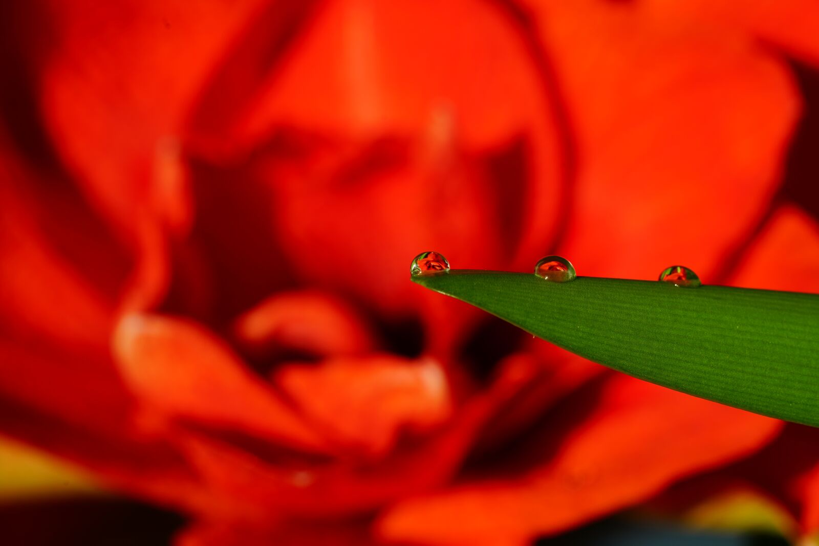 Sony a7R II + Sony FE 90mm F2.8 Macro G OSS sample photo. Flower, drip, mirroring photography