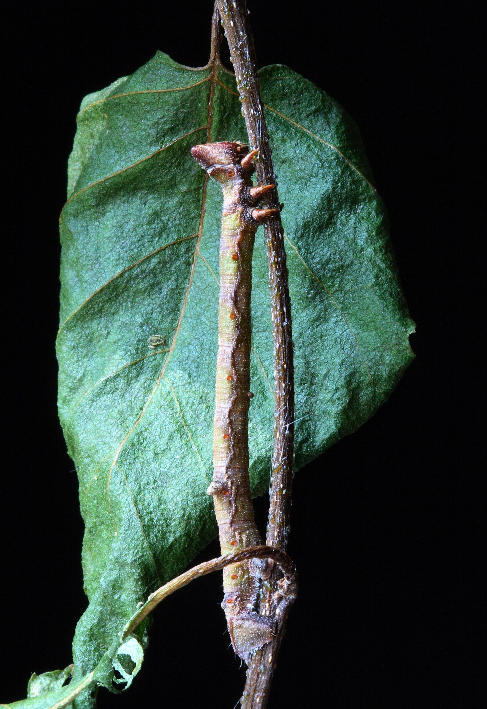 Canon EOS 400D (EOS Digital Rebel XTi / EOS Kiss Digital X) sample photo. Caterpillar, larva, camouflage photography