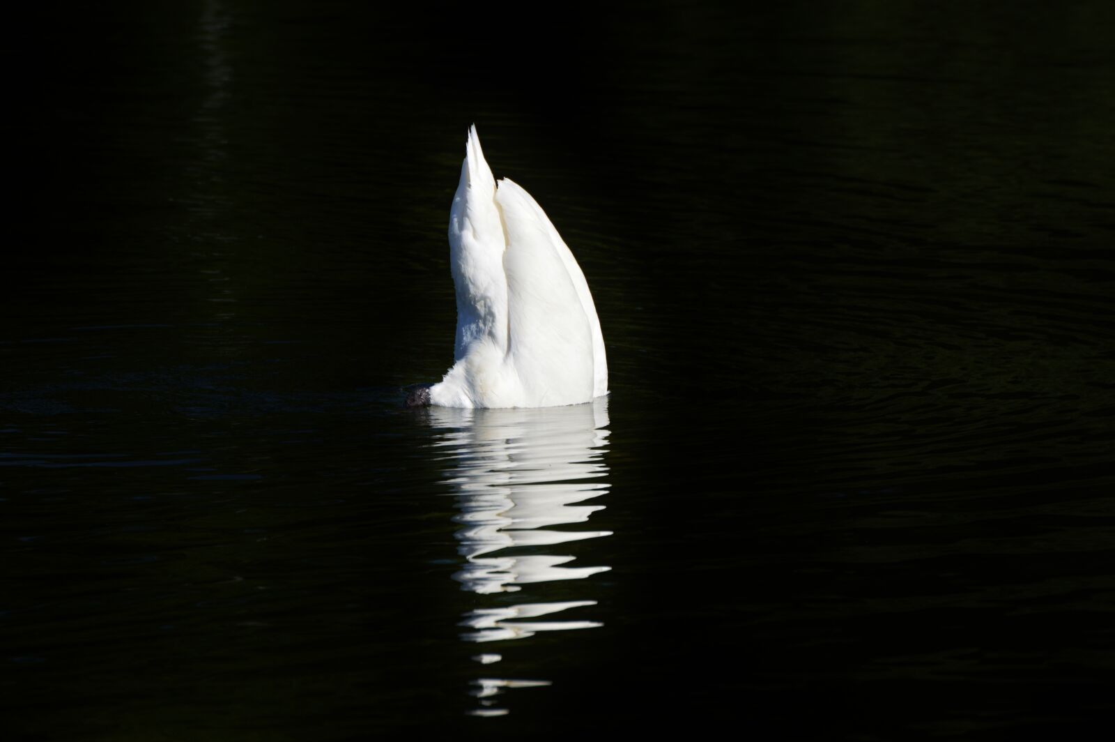 Nikon D3200 sample photo. Swan, bird, water bird photography