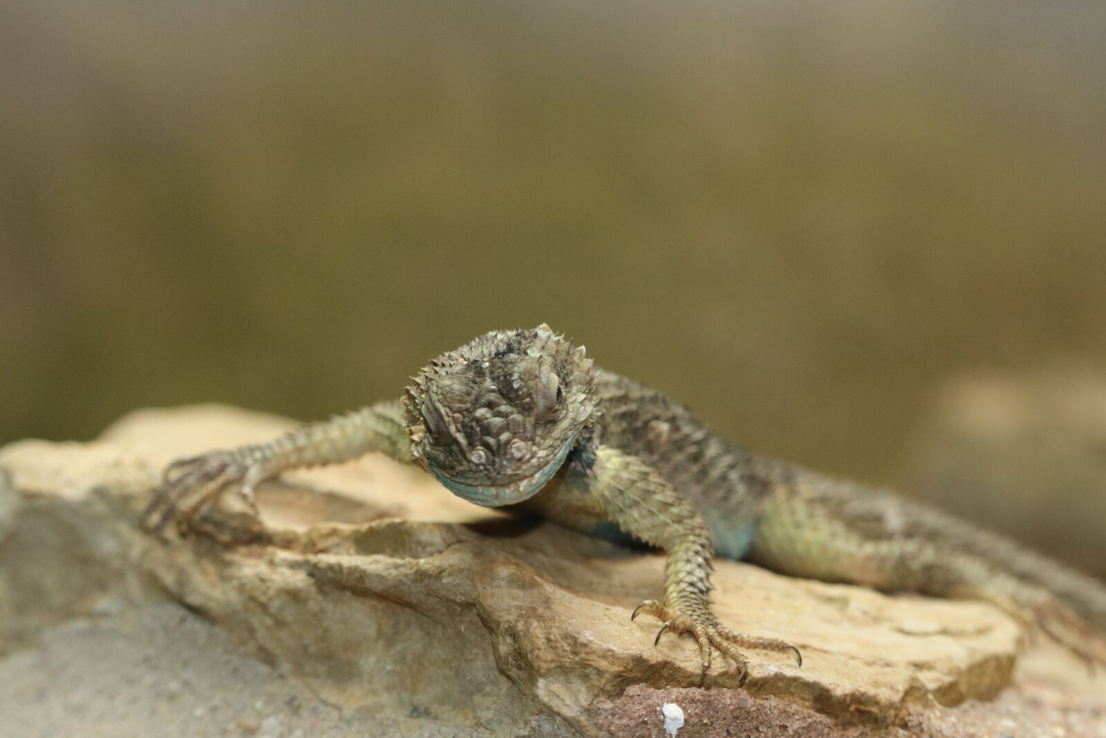Canon EF-S 55-250mm F4-5.6 IS STM sample photo. Lizard, animal, reptile photography
