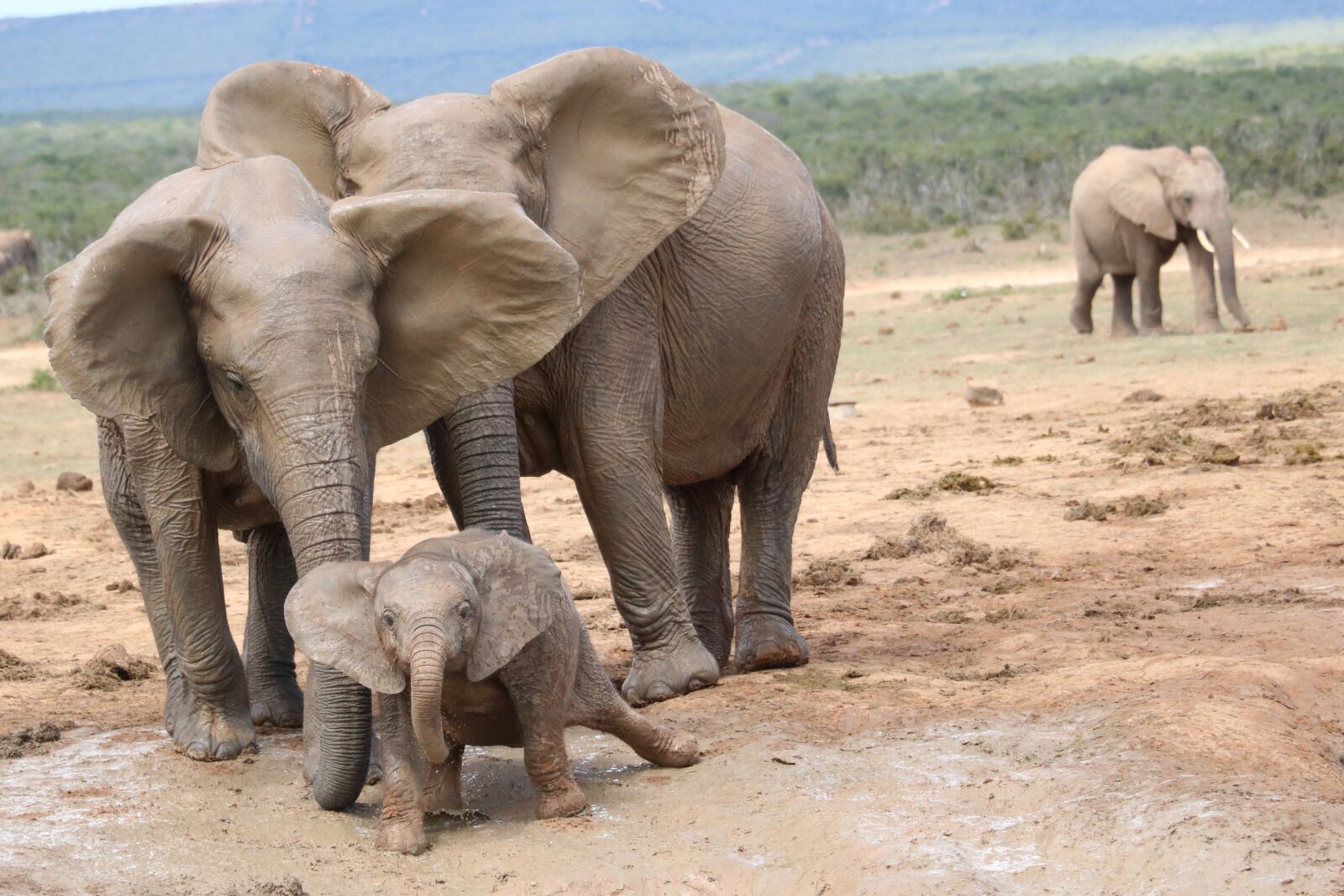 Canon EOS 750D (EOS Rebel T6i / EOS Kiss X8i) sample photo. South africa, elephant, addo photography