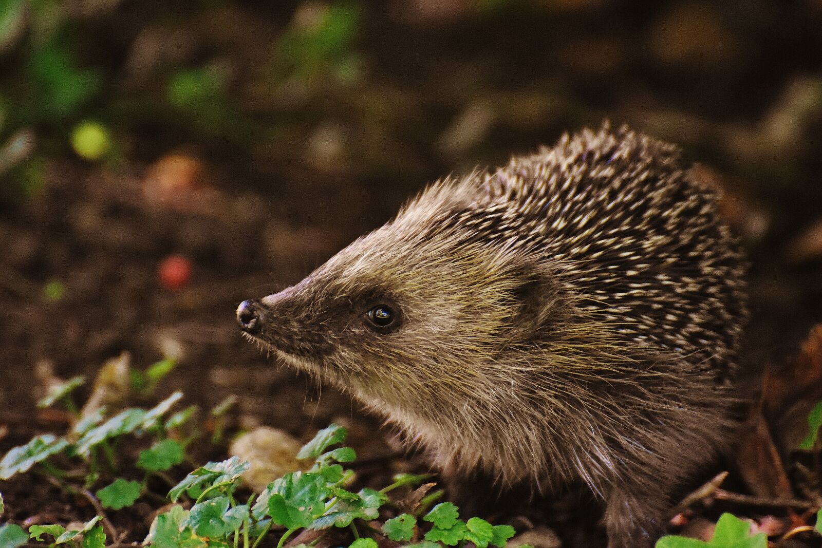 Nikon D7200 sample photo. Hedgehog child, young hedgehog photography