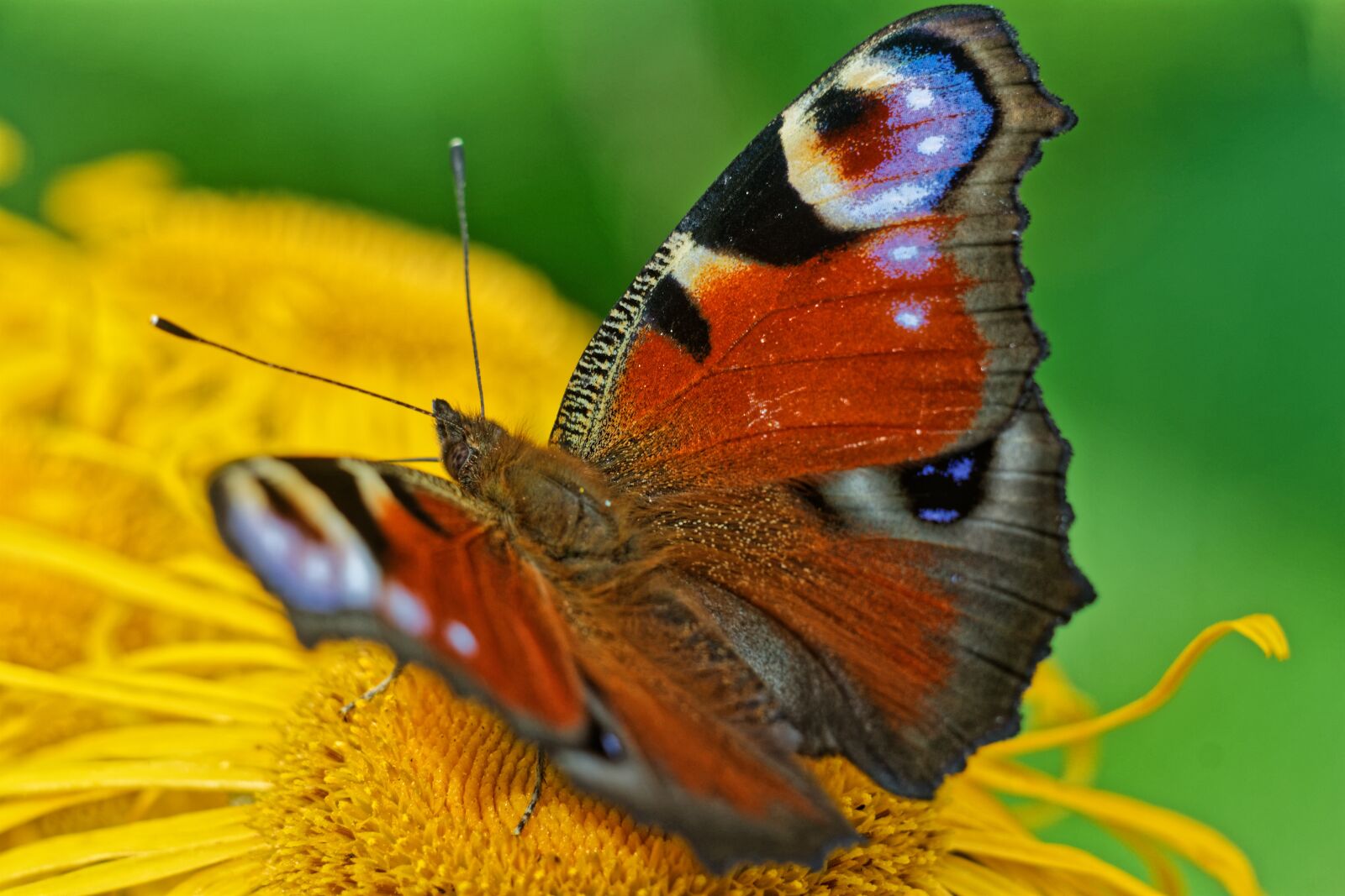 Canon EOS 1100D (EOS Rebel T3 / EOS Kiss X50) sample photo. Summer, macro, butterfly photography