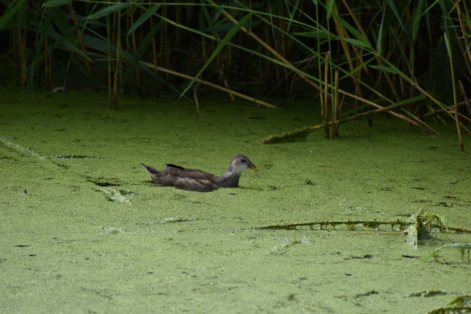 Nikon D3500 sample photo. Moorhen, pond, bird photography