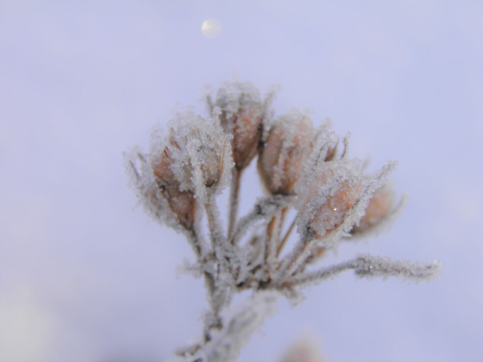 Olympus SP800UZ sample photo. Frozen, plant, winter photography