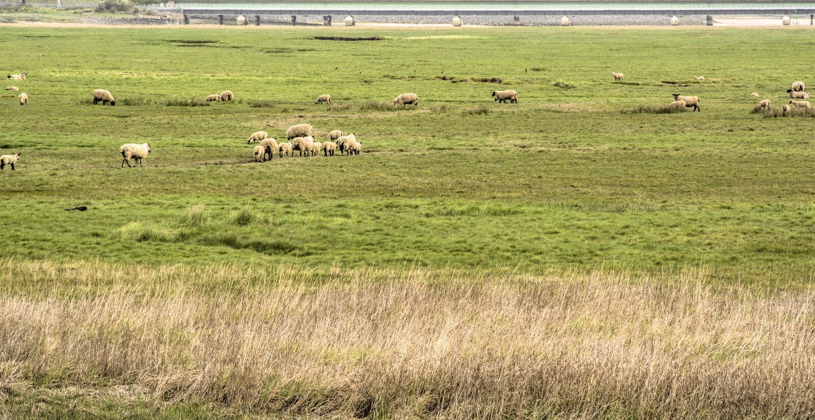 Nikon D5200 sample photo. Coast, sheep, floodplain photography
