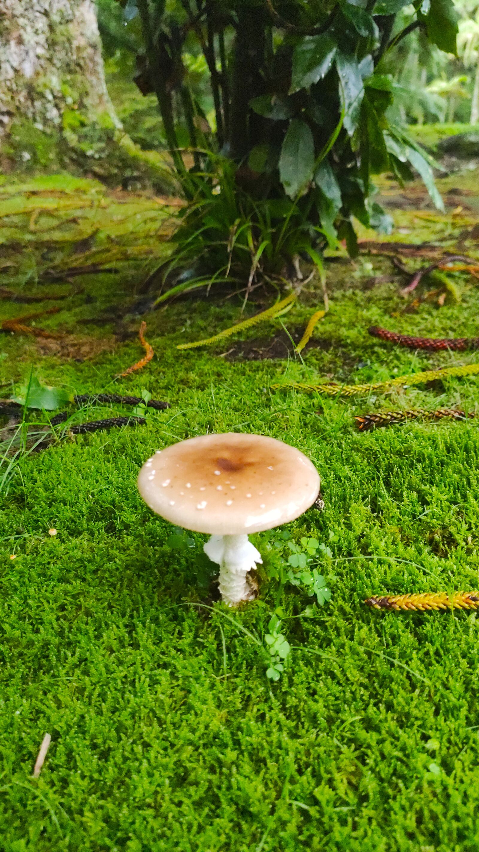 Xiaomi Mi 9T sample photo. Sponge, grass, meadow photography
