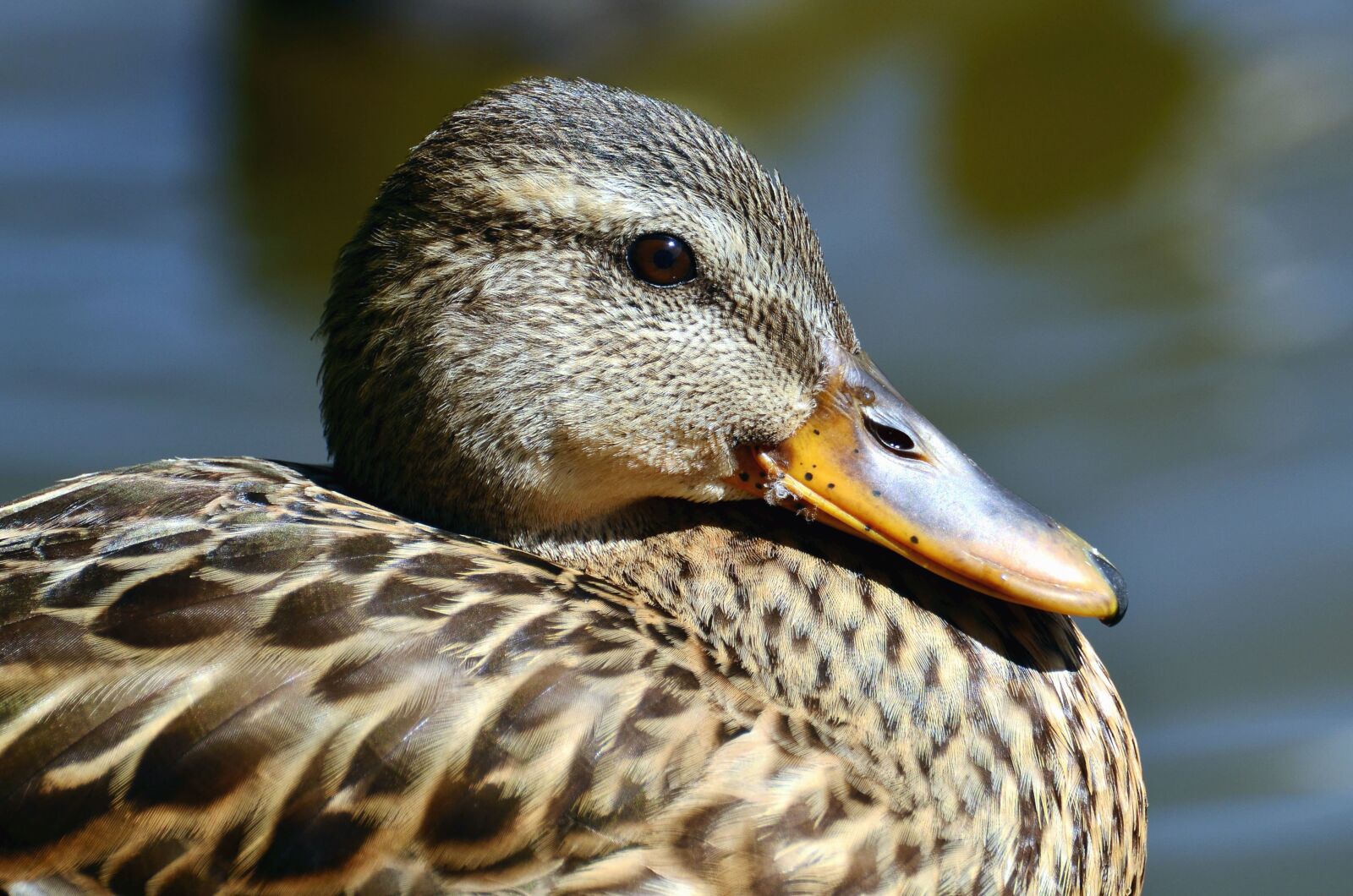 Nikon D5100 sample photo. Duck, beak, birds, animals photography