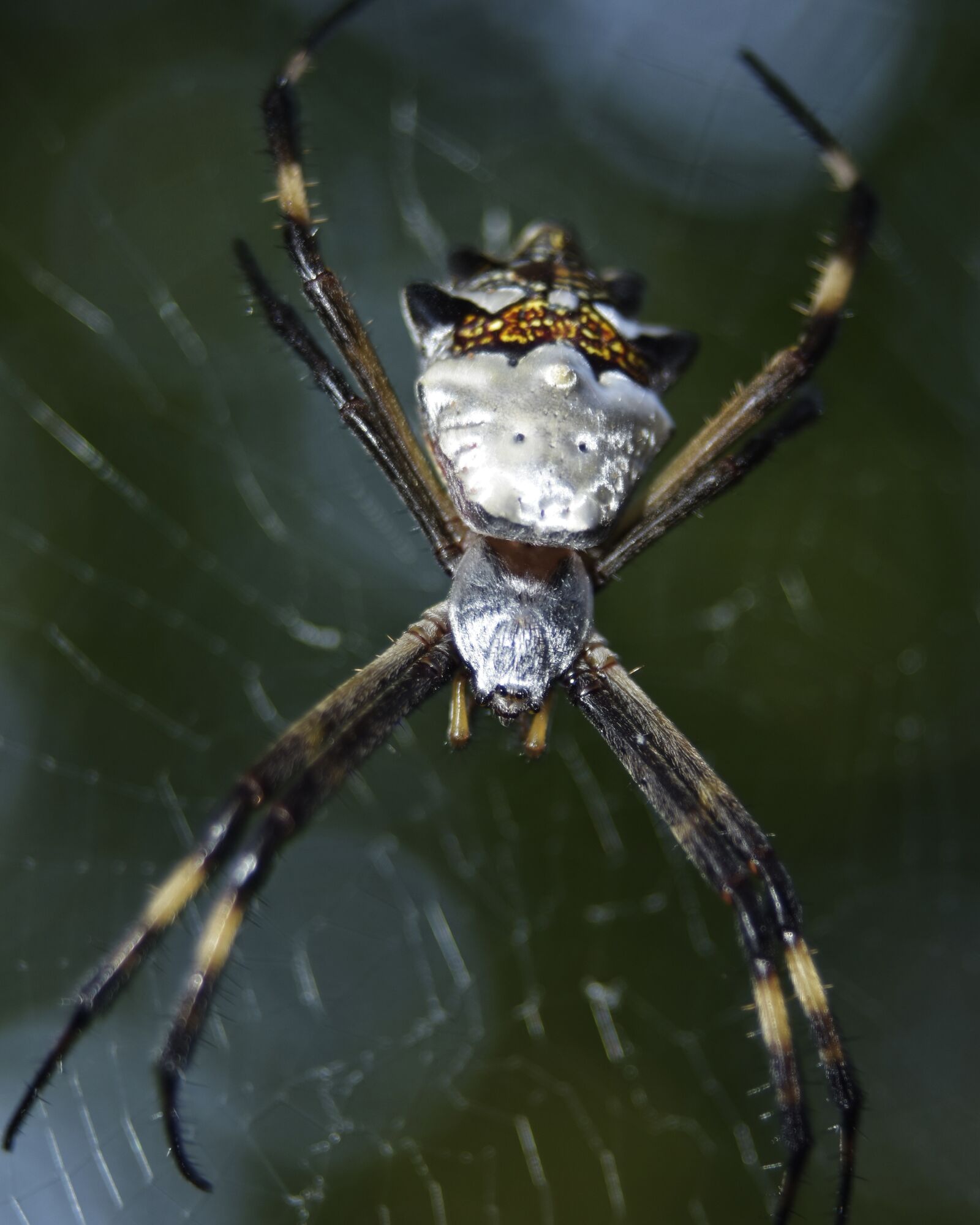 Nikon D5500 sample photo. Arthropoda, arachnida, spider photography