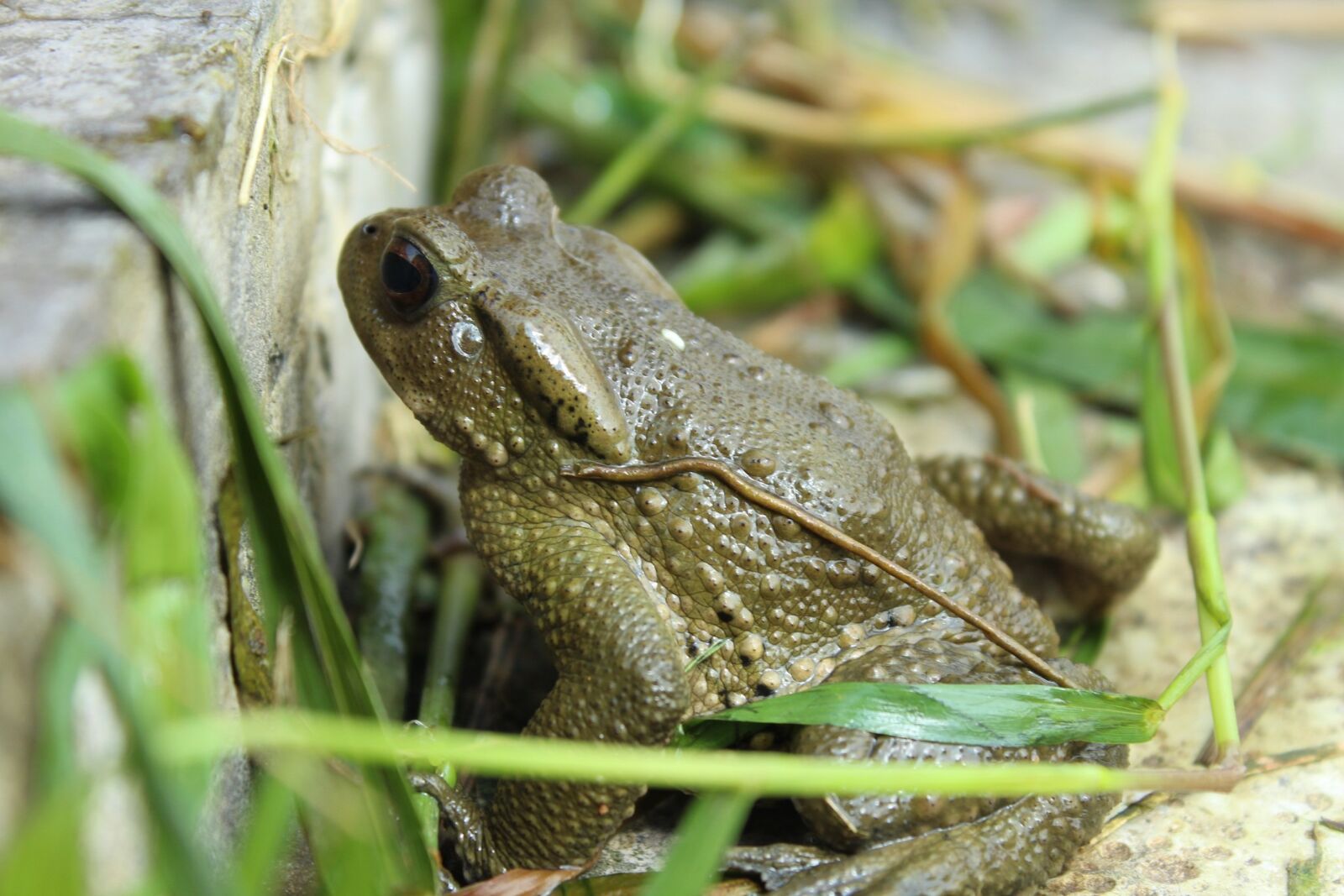 Canon EOS 650D (EOS Rebel T4i / EOS Kiss X6i) sample photo. Frog, pet, natural photography