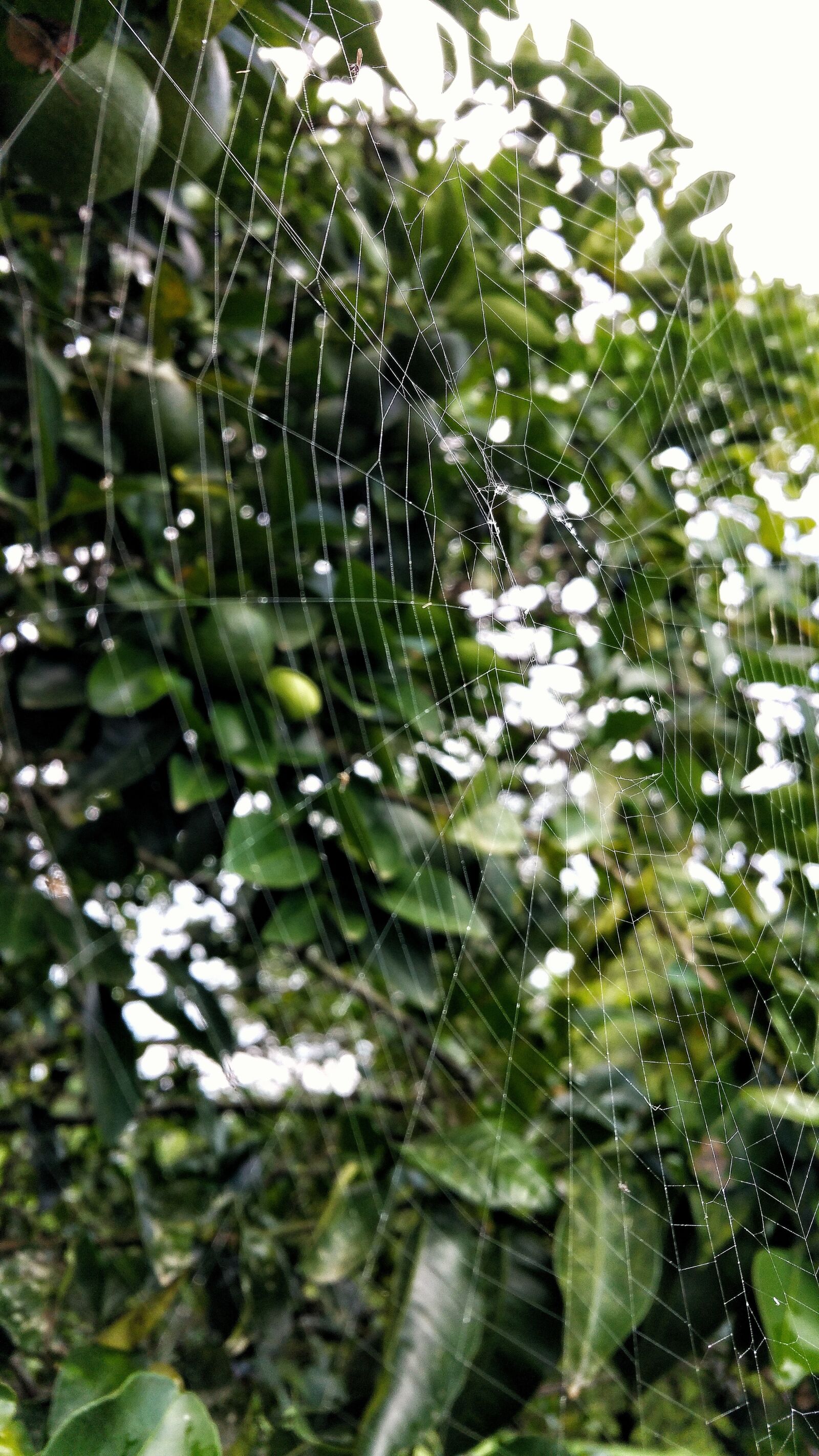 Samsung Galaxy Note4 sample photo. Spider web, strings, orange photography