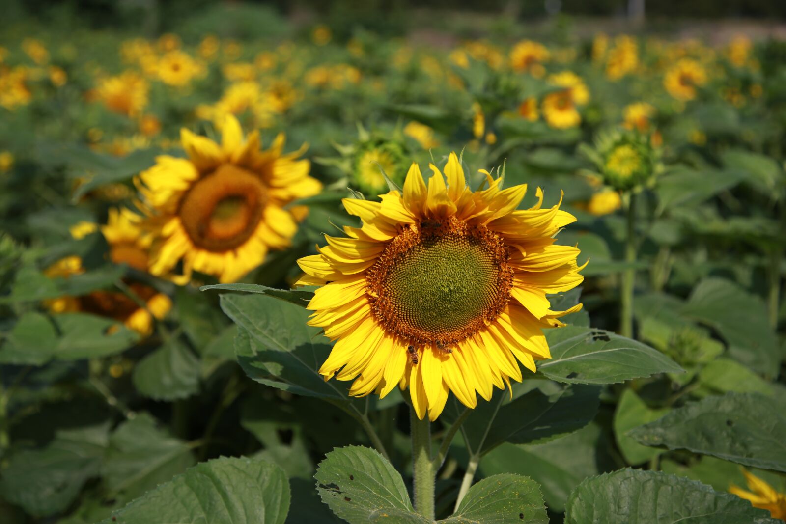 Canon EOS 6D + Canon EF 24-105mm F4L IS USM sample photo. Sunflower, flowers, nature photography
