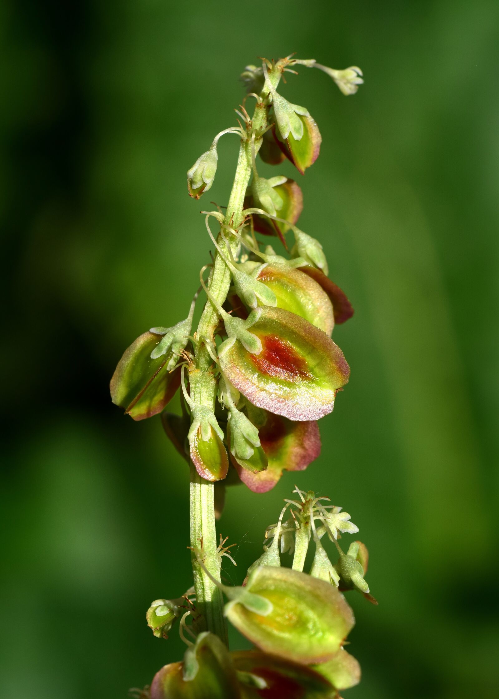 Nikon D3300 sample photo. Rhubarb flower, seeds, rhubarb photography