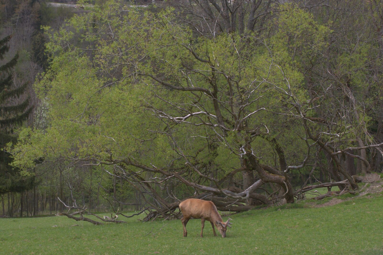 Canon EOS 650D (EOS Rebel T4i / EOS Kiss X6i) sample photo. Deer, nature, mammal photography