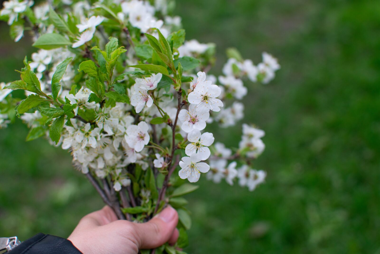 Nikon D3400 sample photo. Spring, flowers, nature photography