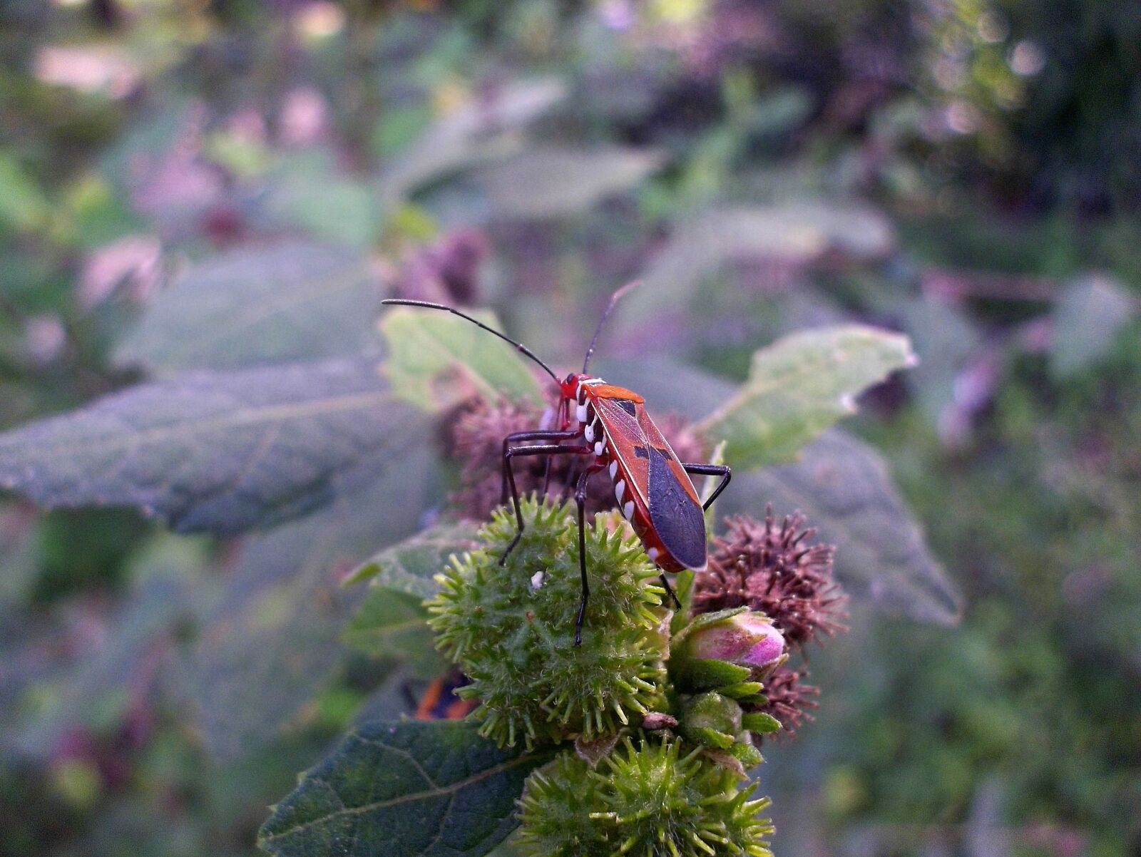 Kodak EASYSHARE MINI CAMERA, M200 sample photo. Insect, invertebrate, nature photography