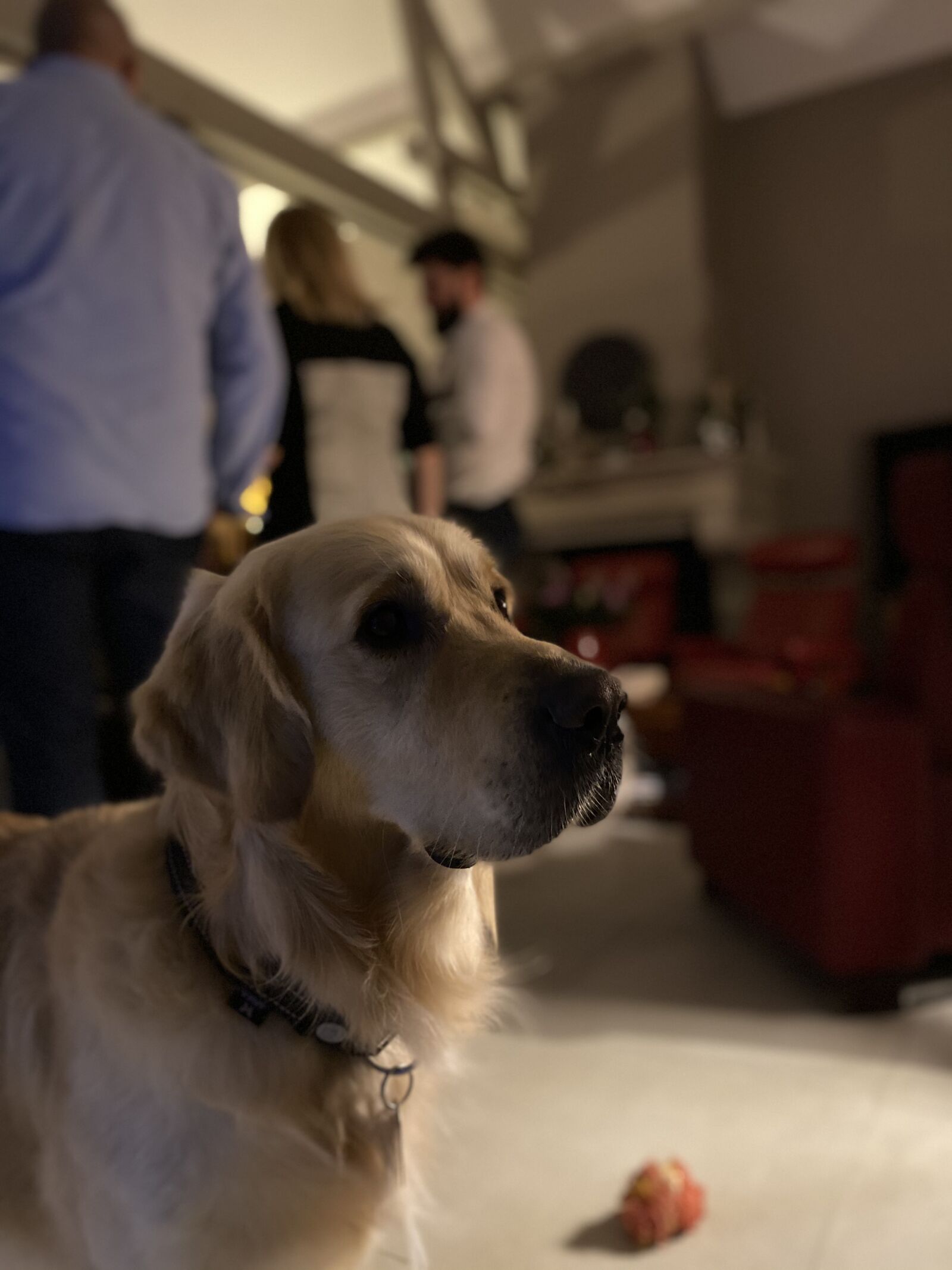 Apple iPhone 11 sample photo. Dog, thinking, animal photography