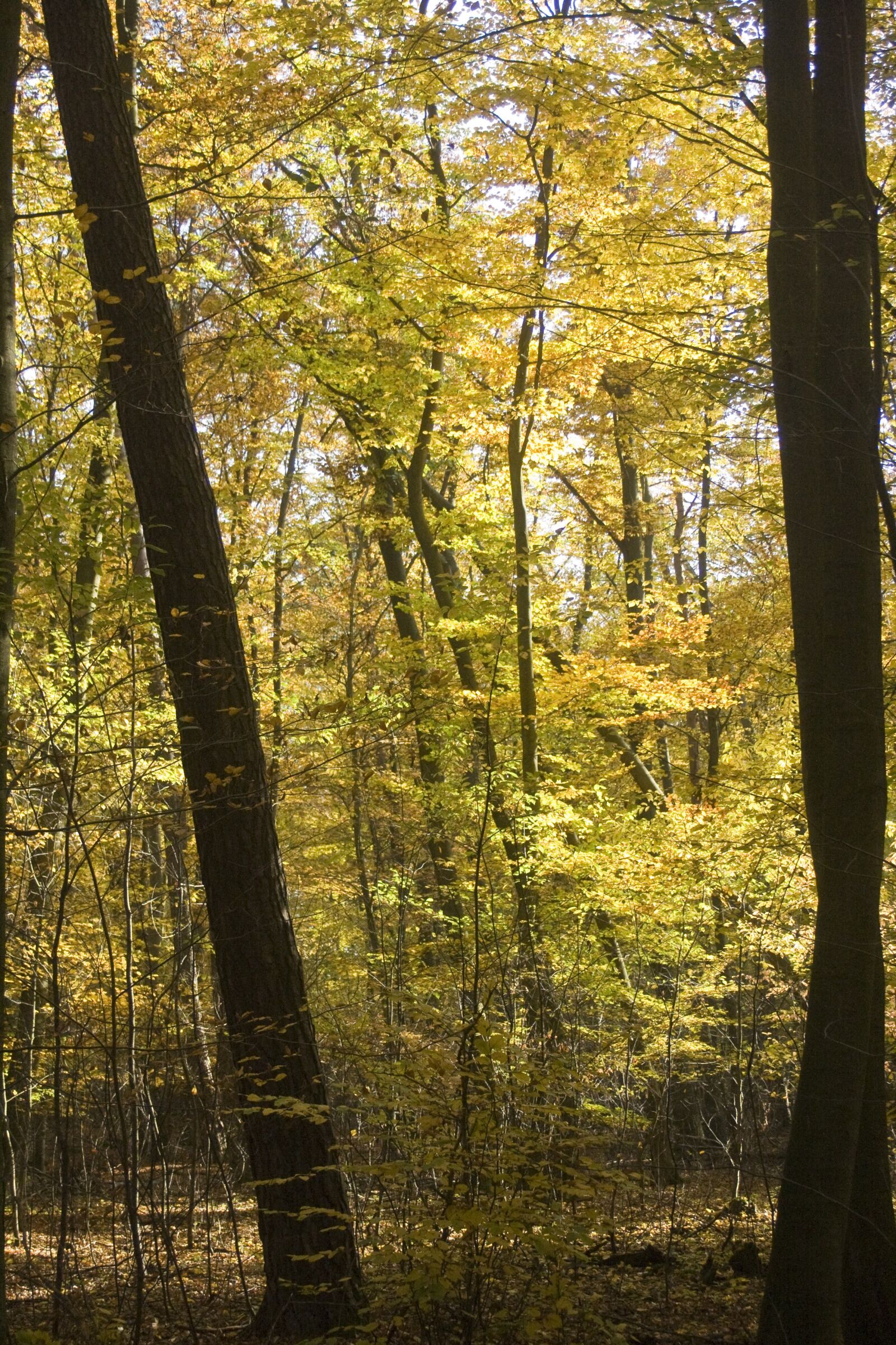 Canon EOS 1000D (EOS Digital Rebel XS / EOS Kiss F) sample photo. Beech wood, golden, october photography