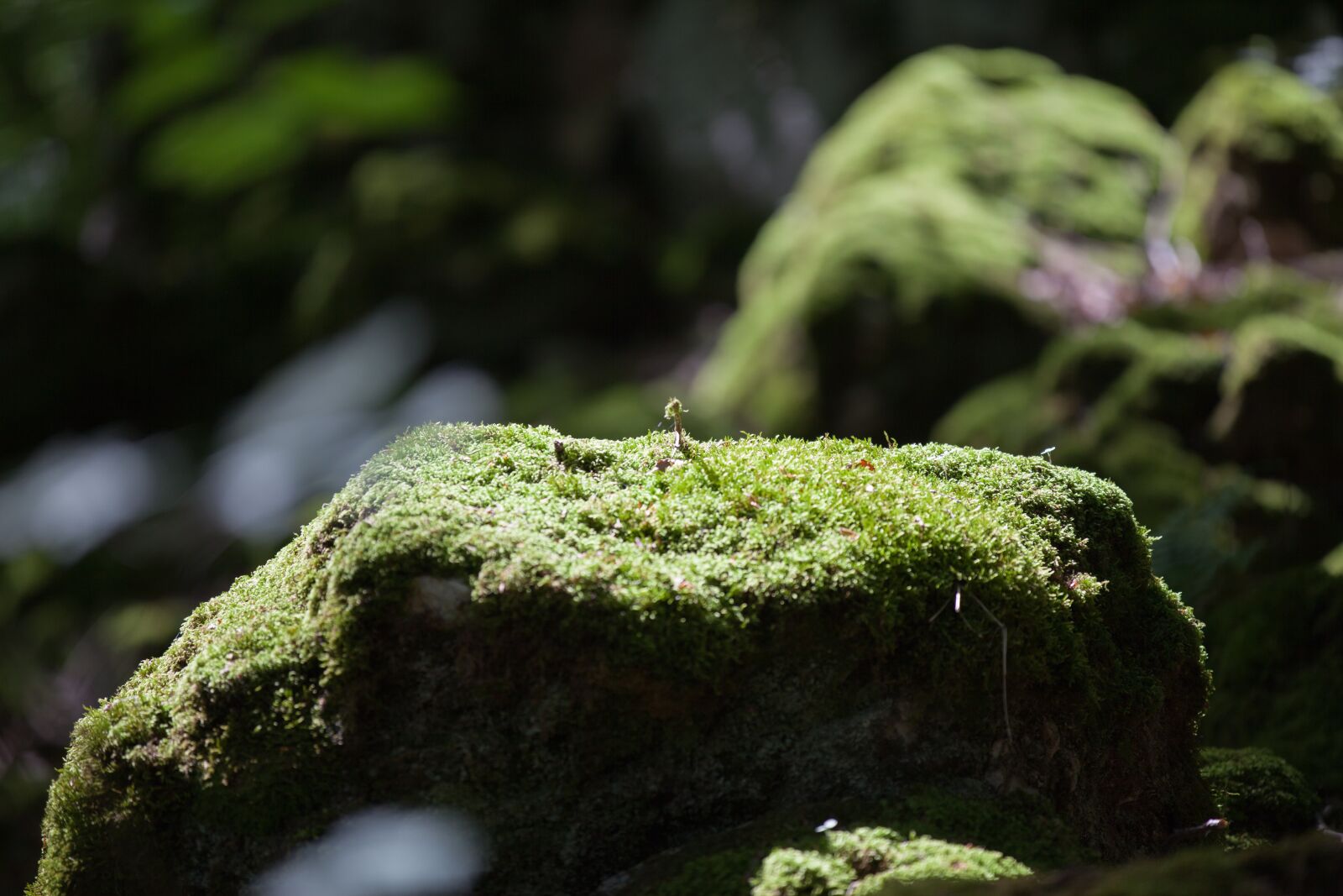 Canon EOS 5D Mark II + Canon EF 70-200mm F2.8L IS II USM sample photo. Forest, stone, green photography