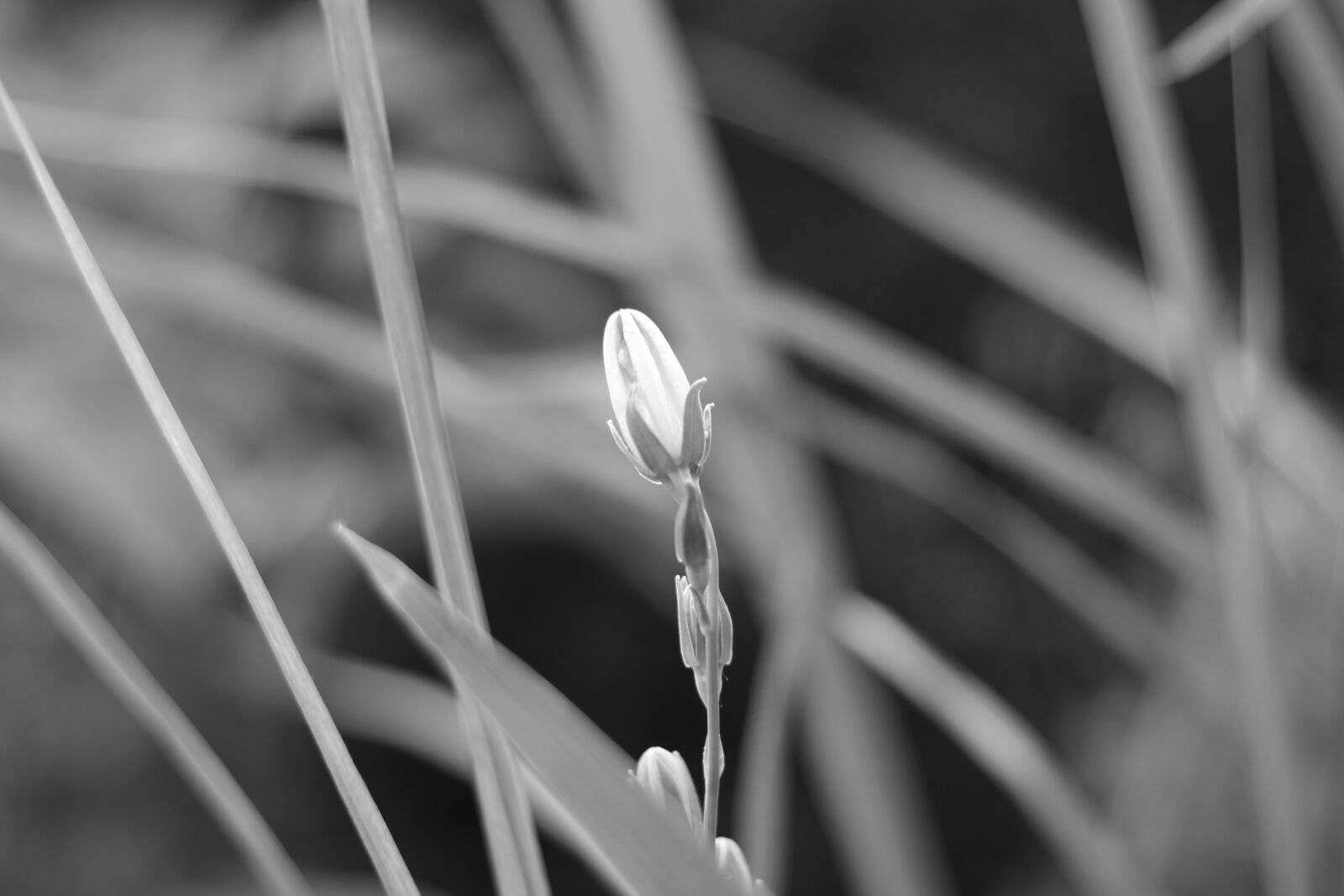 Canon EOS 700D (EOS Rebel T5i / EOS Kiss X7i) + Canon EF 50mm F1.8 STM sample photo. Bellflower, grasses, grass photography