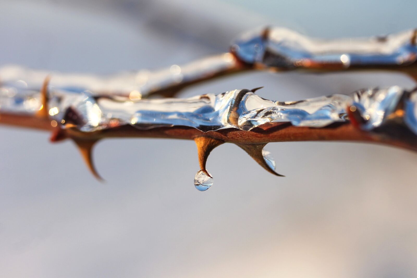 Canon EF-S 60mm F2.8 Macro USM sample photo. Thorn, brian, ice photography