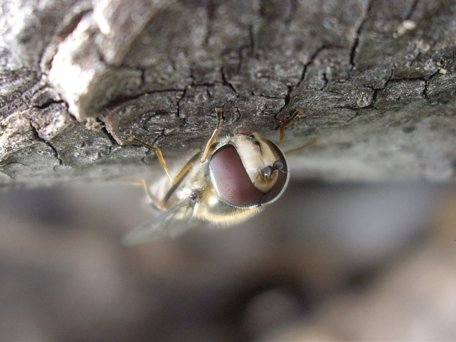 Pentax OPTIO A10 sample photo. Insect, nature, macro photography