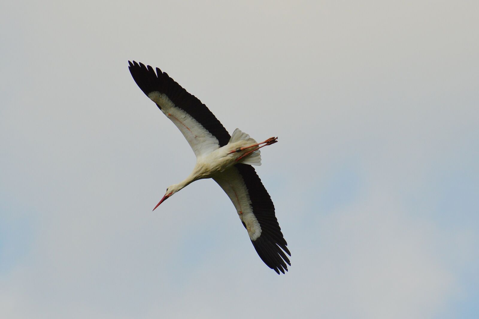 Nikon D3200 sample photo. Stork, flying, elegant photography