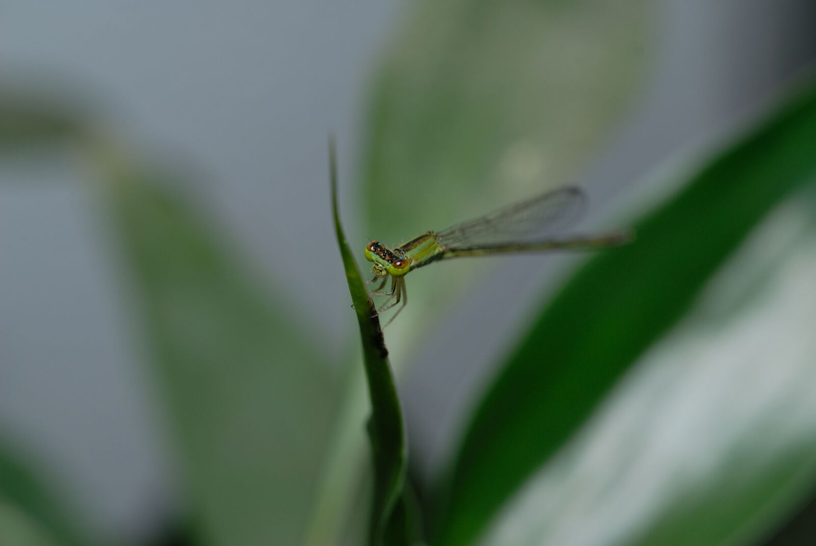 Nikon D200 sample photo. Odonata, coenagrionidae, running needless photography