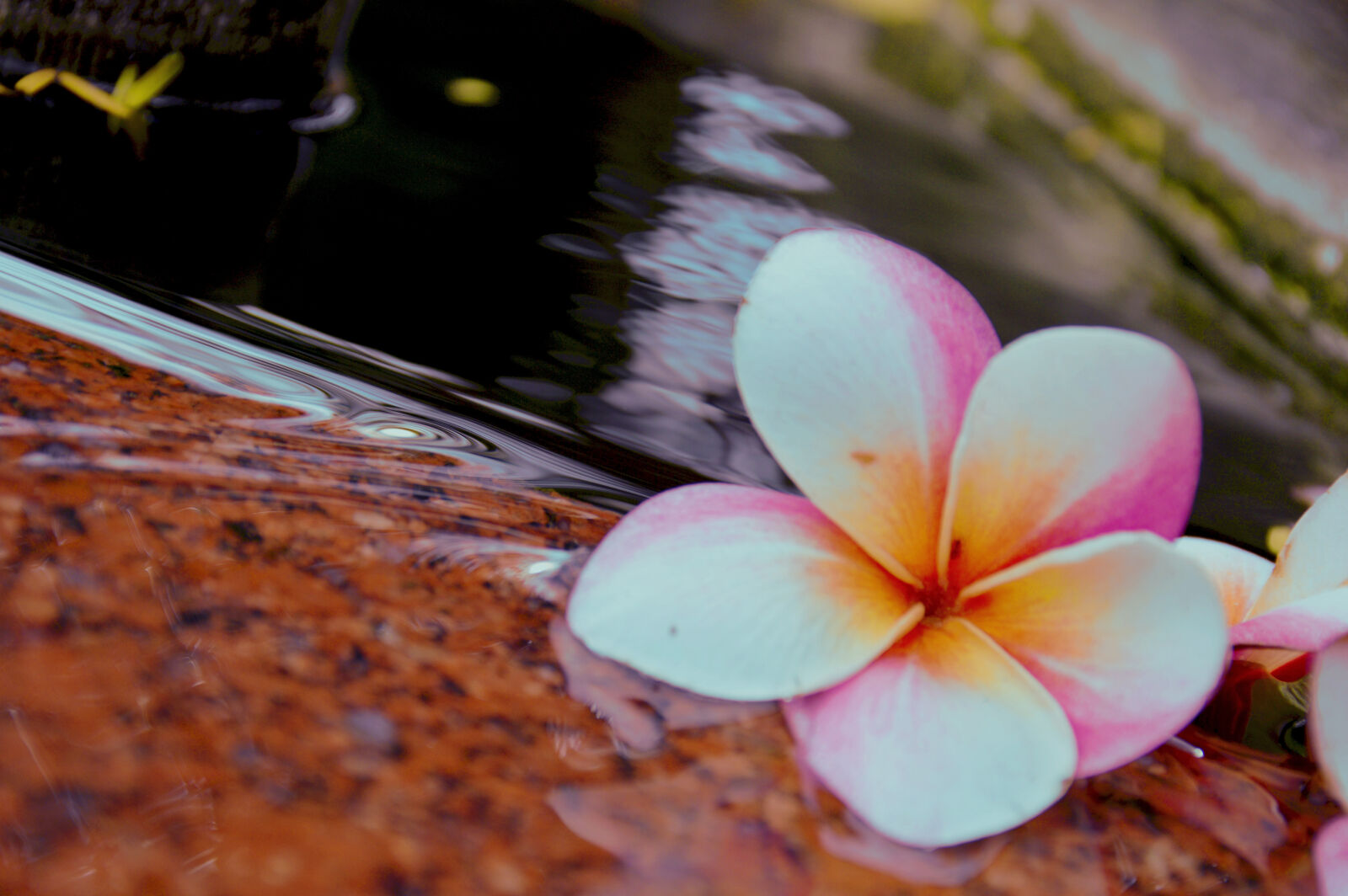 Nikon D3200 sample photo. Beautiful, flowers, indonesia, warm photography